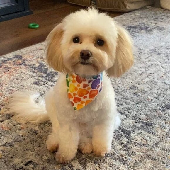 Meet your Posher, Stacy - Picture 1 of 1